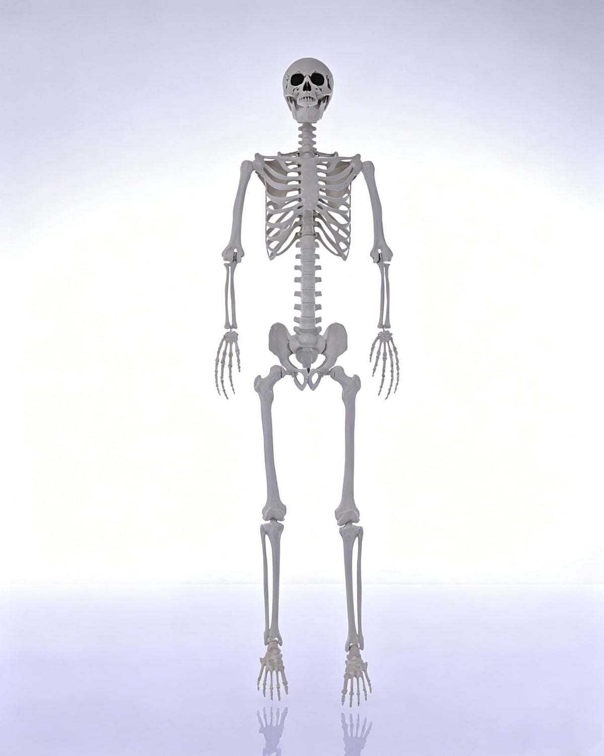 7.9FT Life Size Posable Skeleton C4905