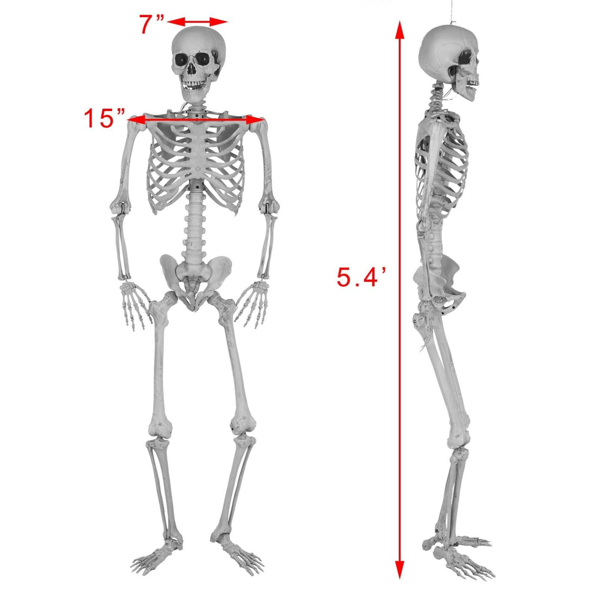 5.4Ft Posable Life Size Full Body Skeleton with Movable Joints Z989
