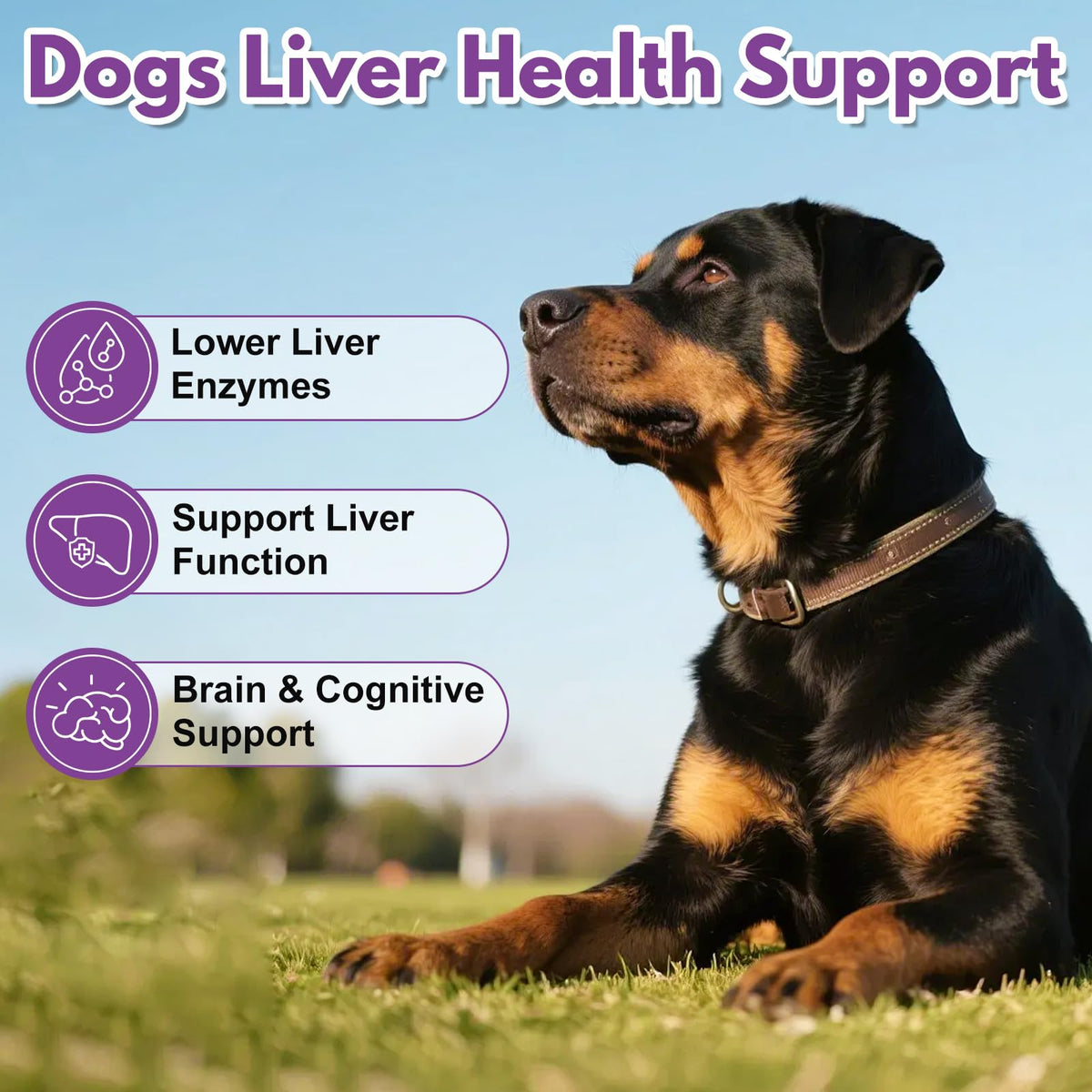 Large Dog Liver Support with 425 mg S-Adenosylmethionine & Silybin A+B, 30 Tablets A768794